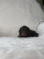 Bruce, a male Miniature Dachshund for sale in Nappanee, IN – 4 of 5