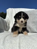 Bruce, a male Bernese Mountain Dog and Siberian Husky for sale in Nappanee, IN – 4 of 7
