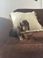 Bruce, a male Miniature Dachshund for sale in Nappanee, IN – 6 of 6