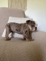Nova, a female English Bulldog for sale in Nappanee, IN – 6 of 6