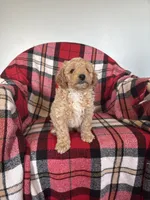 Ned, a male Labradoodle for sale in Nappanee, IN – 4 of 5