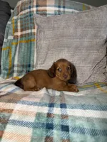 Sapphire, a male Miniature Dachshund for sale in Nappanee, IN – 4 of 7