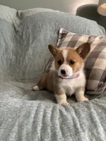 Elsie, a female Pembroke Welsh Corgi for sale in Nappanee, IN – 1 of 4