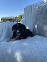 King, a male Bernese Mountain Dog and Siberian Husky for sale in Nappanee, IN – 2 of 5