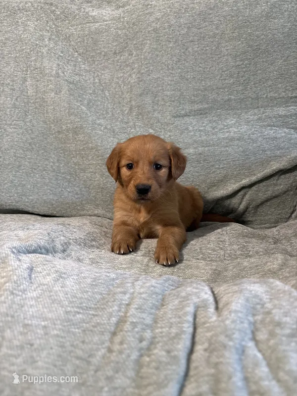 Lexi – Golden Retriever puppy for sale in Nappanee, IN