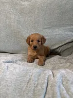 Lexi, a female Golden Retriever for sale in Nappanee, IN – 1 of 5