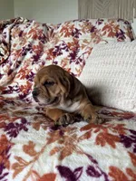 Max, a male English Bulldog and Beagle for sale in Nappanee, IN – 3 of 5