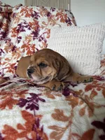 Max, a male English Bulldog and Beagle for sale in Nappanee, IN – 4 of 5