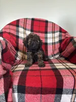 Meka, a male Labradoodle for sale in Nappanee, IN – 4 of 6