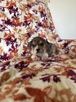 Eve, a female English Bulldog and Beagle for sale in Nappanee, IN – 3 of 5