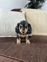 Winnie , a female Miniature Dachshund for sale in Nappanee, IN – 2 of 5