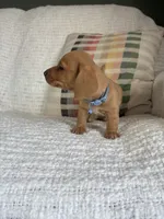 Copper, a male Miniature Dachshund for sale in Nappanee, IN – 7 of 7