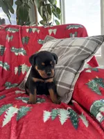 processed/889f60e6-709f-43e0-a992-48fb980dcf98/listing/6eac57f5-646c-435e-b920-35e4d771ecab/b73b27b5-999c-4bd1-911f-bd272716451d