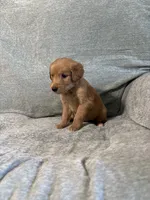 Teddy, a male Golden Retriever for sale in Nappanee, IN – 1 of 6