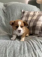  Chase, a male Pembroke Welsh Corgi for sale in Nappanee, IN – 2 of 5