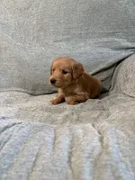 Teddy, a male Golden Retriever for sale in Nappanee, IN – 4 of 6
