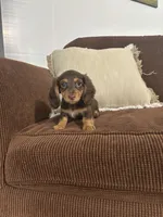 Willow, a female Miniature Dachshund for sale in Nappanee, IN – 5 of 5