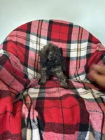Meka, a male Labradoodle for sale in Nappanee, IN – 3 of 6