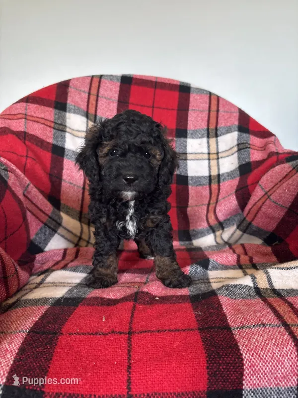 Millie – Labradoodle puppy for sale in Nappanee, IN
