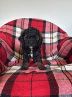 Millie, a female Labradoodle for sale in Nappanee, IN – 1 of 5