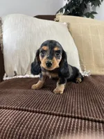 Winnie , a female Miniature Dachshund for sale in Nappanee, IN – 5 of 5