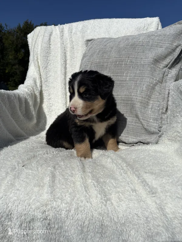 Chloe – Bernese Mountain Dog, Siberian Husky puppy for sale in Nappanee, IN