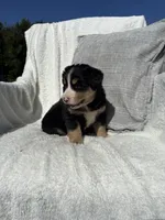 Chloe, a female Bernese Mountain Dog and Siberian Husky for sale in Nappanee, IN – 1 of 7