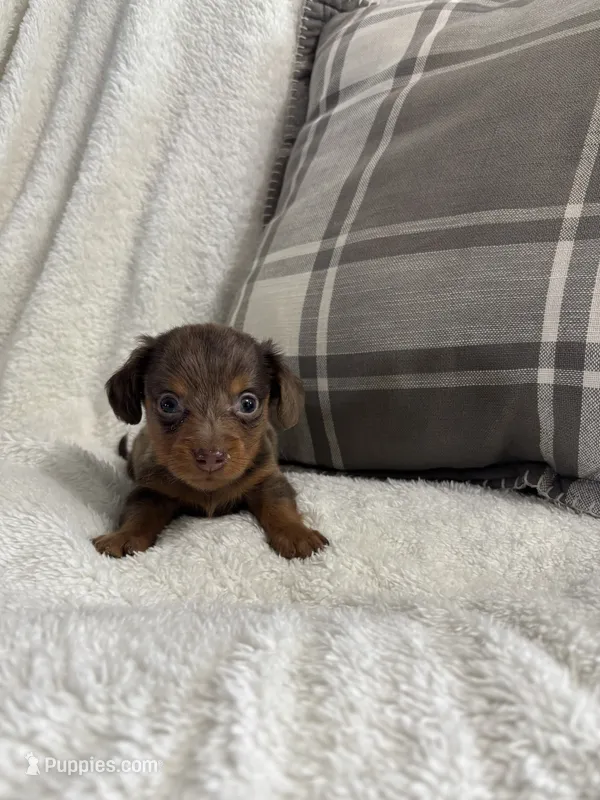 Mario – Miniature Dachshund puppy for sale in Nappanee, IN