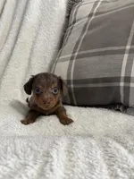 Mario, a male Miniature Dachshund for sale in Nappanee, IN – 1 of 7