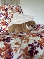 Jenny, a female English Bulldog and Beagle for sale in Nappanee, IN – 4 of 5
