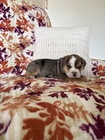 Chloe, a female English Bulldog and Beagle for sale in Nappanee, IN – 5 of 7