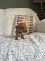 Maive, a female Miniature Dachshund for sale in Nappanee, IN – 7 of 7