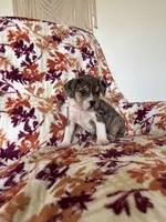 Eve, a female English Bulldog and Beagle for sale in Nappanee, IN – 2 of 5