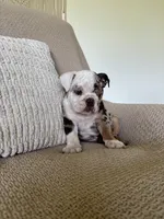 Lou, a female English Bulldog for sale in Nappanee, IN – 5 of 8