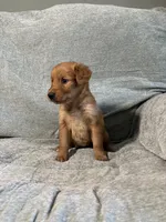 Lexi, a female Golden Retriever for sale in Nappanee, IN – 4 of 5