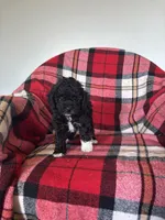 Sheaba , a female Labradoodle for sale in Nappanee, IN – 3 of 5