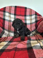 Millie, a female Labradoodle for sale in Nappanee, IN – 3 of 5