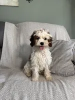 Logan, a male Cavapoo for sale in Nappanee, IN – 3 of 6