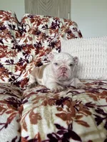 Prince , a male English Bulldog for sale in Nappanee, IN – 6 of 6