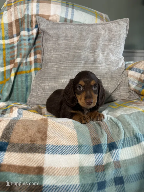 Jasper  – Miniature Dachshund puppy for sale in Nappanee, IN