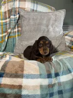 Jasper , a male Miniature Dachshund for sale in Nappanee, IN – 1 of 5