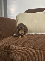 Charlie, a male Miniature Dachshund for sale in Nappanee, IN – 2 of 6