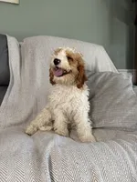Lance, a male Cavapoo for sale in Nappanee, IN – 5 of 5