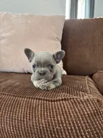 Vada, a female French Bulldog for sale in Nappanee, IN – Photo 2 of 5