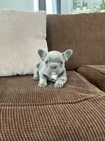 Vada, a female French Bulldog for sale in Nappanee, IN – Photo 1 of 5