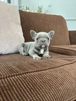 Vada, a female French Bulldog for sale in Nappanee, IN – Photo 3 of 5