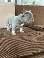 Vada, a female French Bulldog for sale in Nappanee, IN – Photo 4 of 5