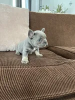 Vada, a female French Bulldog for sale in Nappanee, IN – Photo 5 of 5