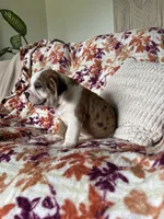 Sophie, a female English Bulldog and Beagle for sale in Nappanee, IN – 2 of 5