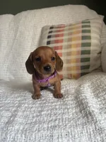 Maive, a female Miniature Dachshund for sale in Nappanee, IN – 6 of 7
